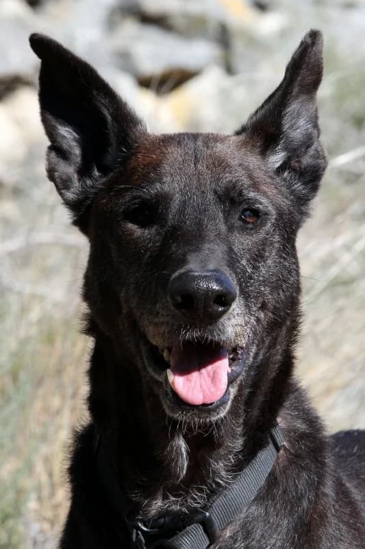 Duke, male mixed breed for adoption at Akira Dog Shelter — photo 3 of 10