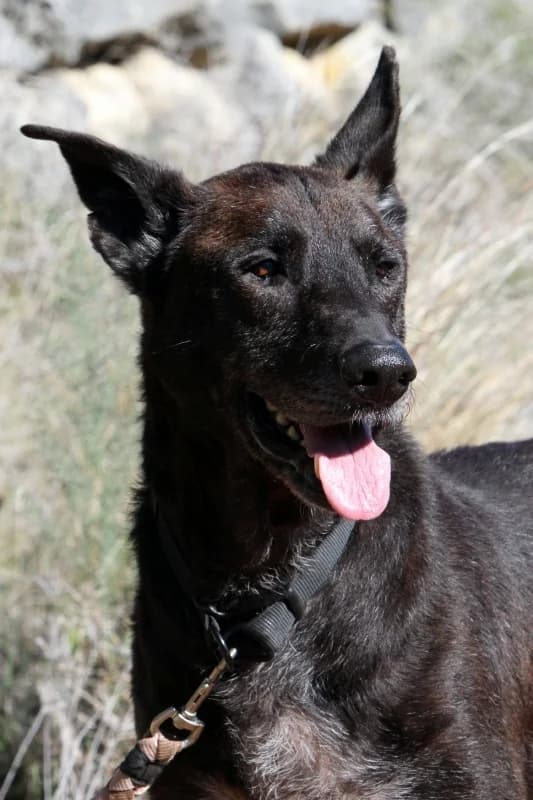 Duke, male mixed breed for adoption at Akira Dog Shelter — photo 5 of 10