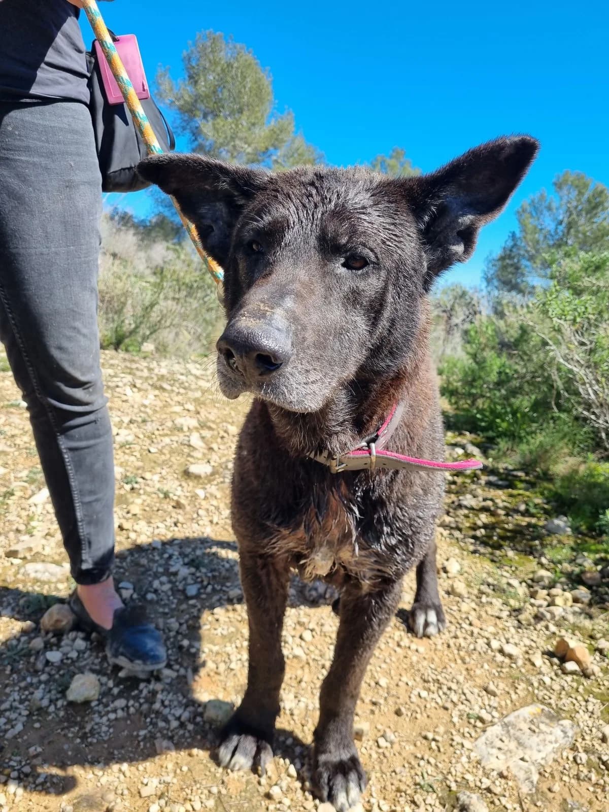 Duke, male mixed breed for adoption at Akira Dog Shelter — photo 6 of 10