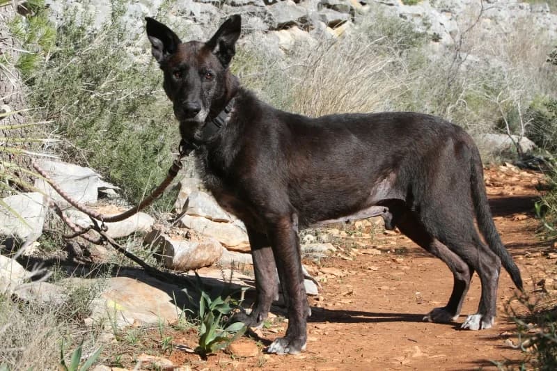 Duke, male mixed breed for adoption at Akira Dog Shelter — photo 7 of 10