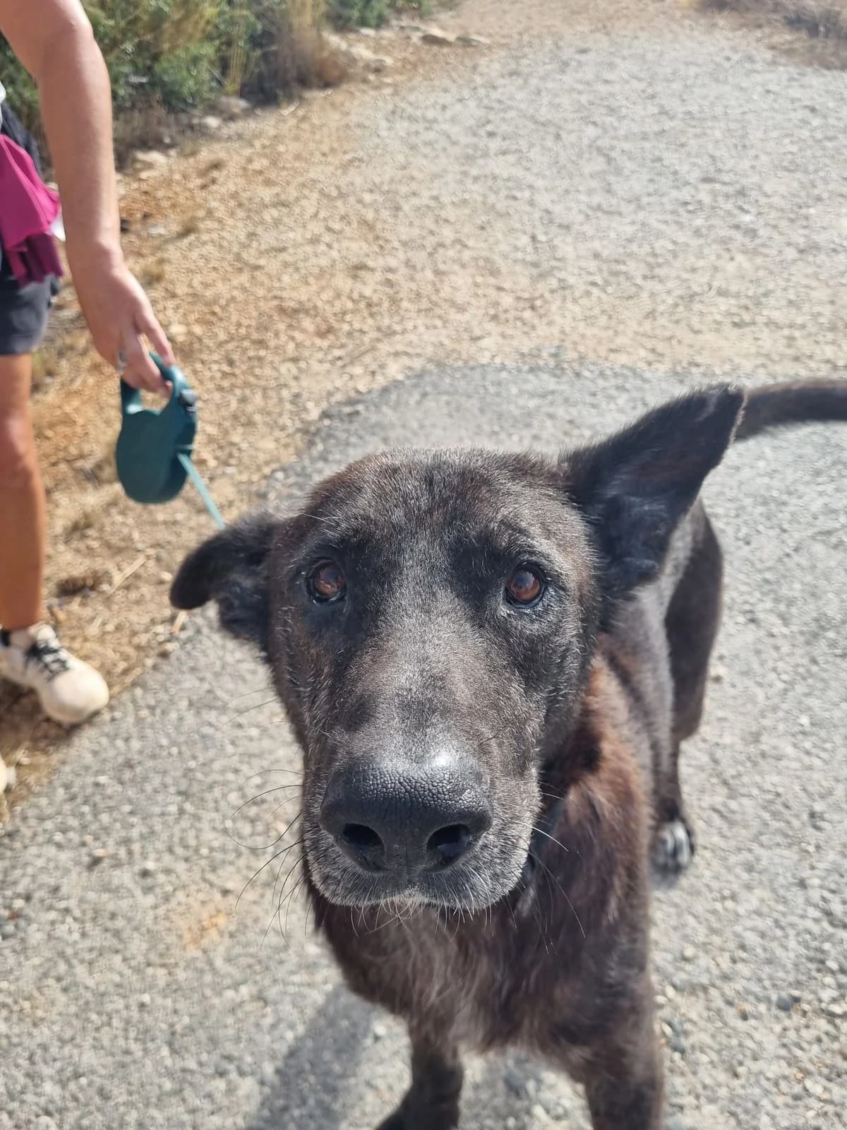 Duke, male mixed breed for adoption at Akira Dog Shelter — photo 8 of 10
