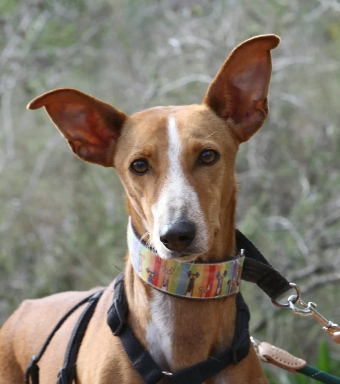 Kanji, female young Podenco for adoption at Akira Dog Shelter