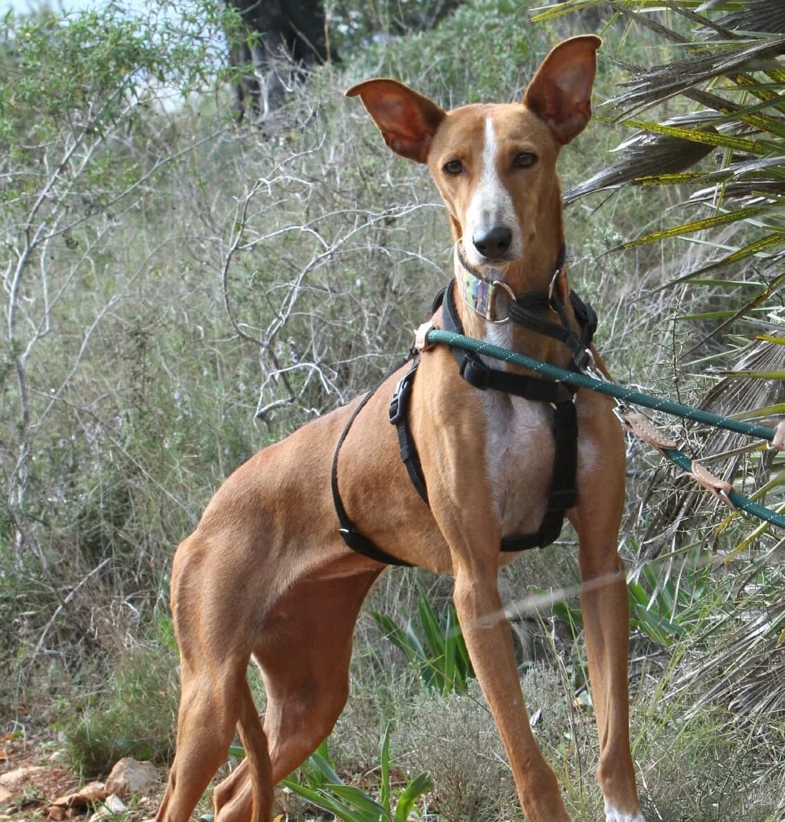 Kanji, female Podenco for adoption at Akira Dog Shelter — photo 2 of 11