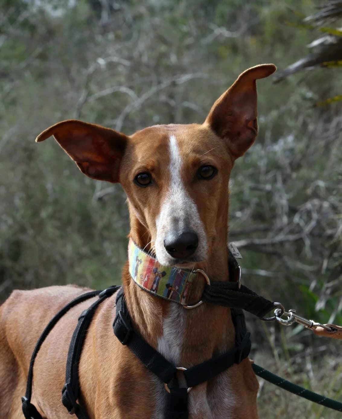 Kanji, female Podenco for adoption at Akira Dog Shelter — photo 3 of 11
