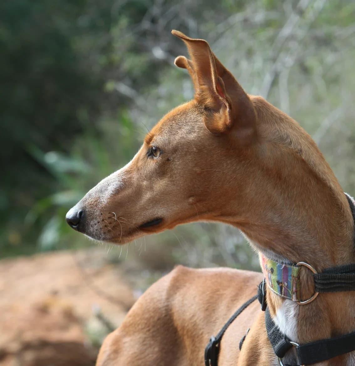 Kanji, female Podenco for adoption at Akira Dog Shelter — photo 4 of 11