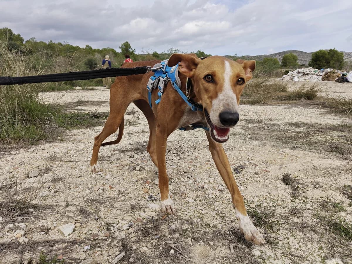 Kanji, female Podenco for adoption at Akira Dog Shelter — photo 5 of 11