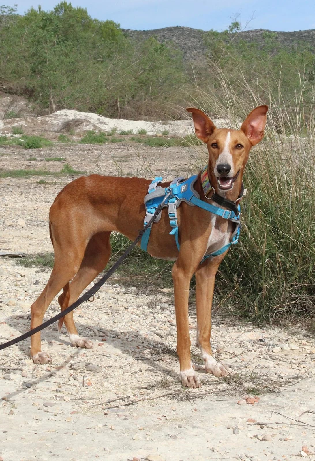 Kanji, female Podenco for adoption at Akira Dog Shelter — photo 6 of 11