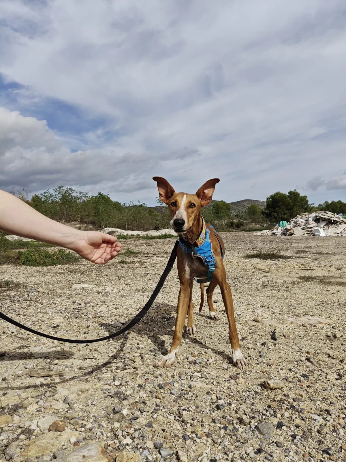 Kanji, female Podenco for adoption at Akira Dog Shelter — photo 7 of 11