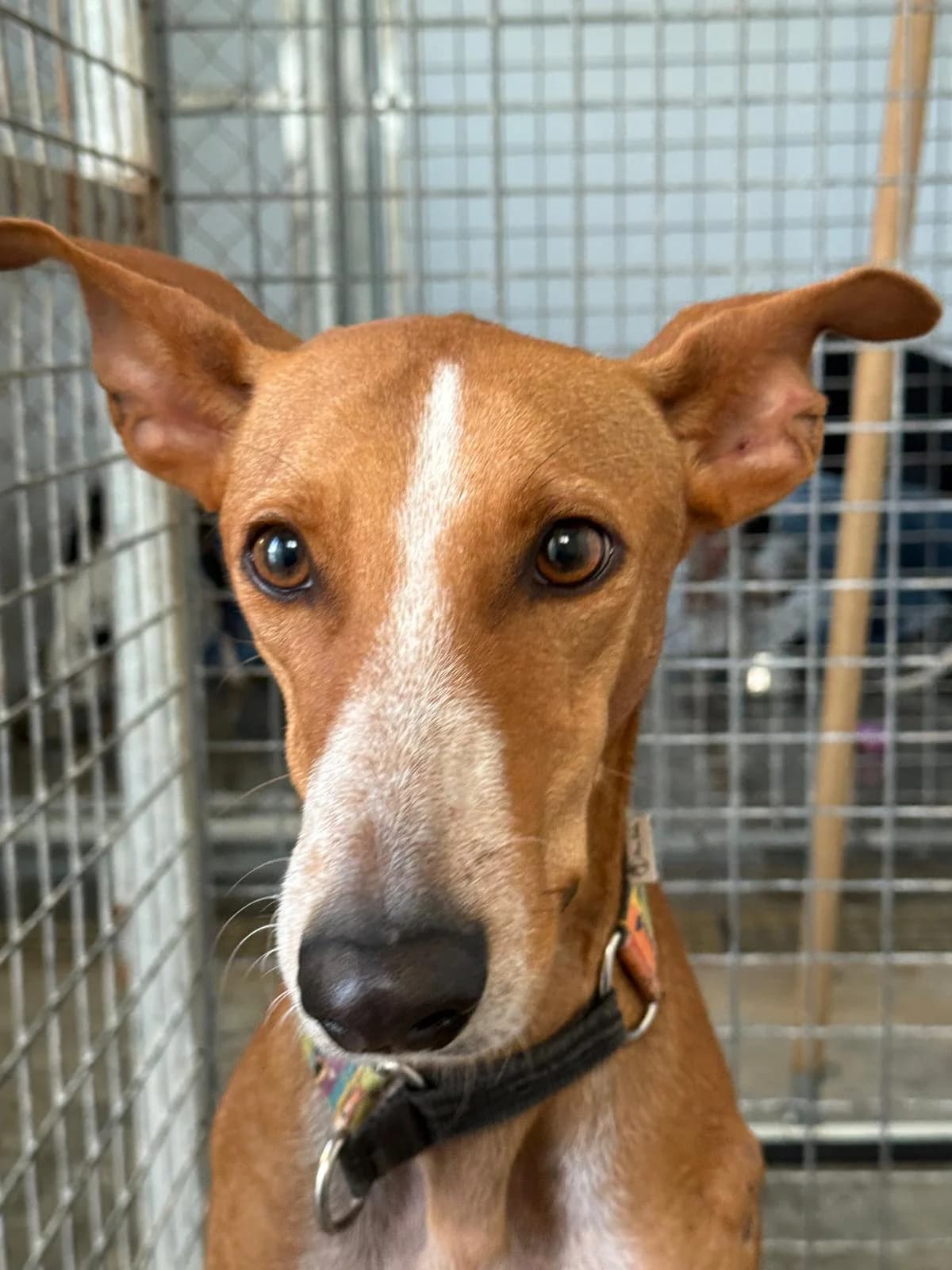 Kanji, female Podenco for adoption at Akira Dog Shelter — photo 8 of 11