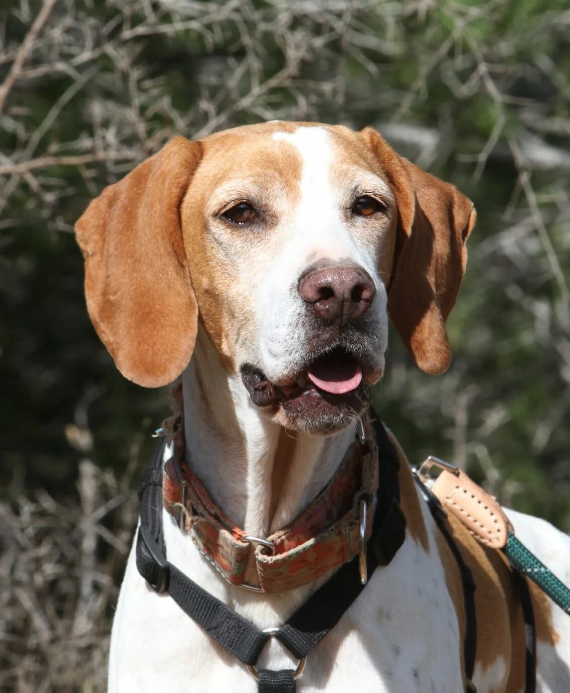 Katie,  3yo Pointer for adoption at Akira Dog Shelter