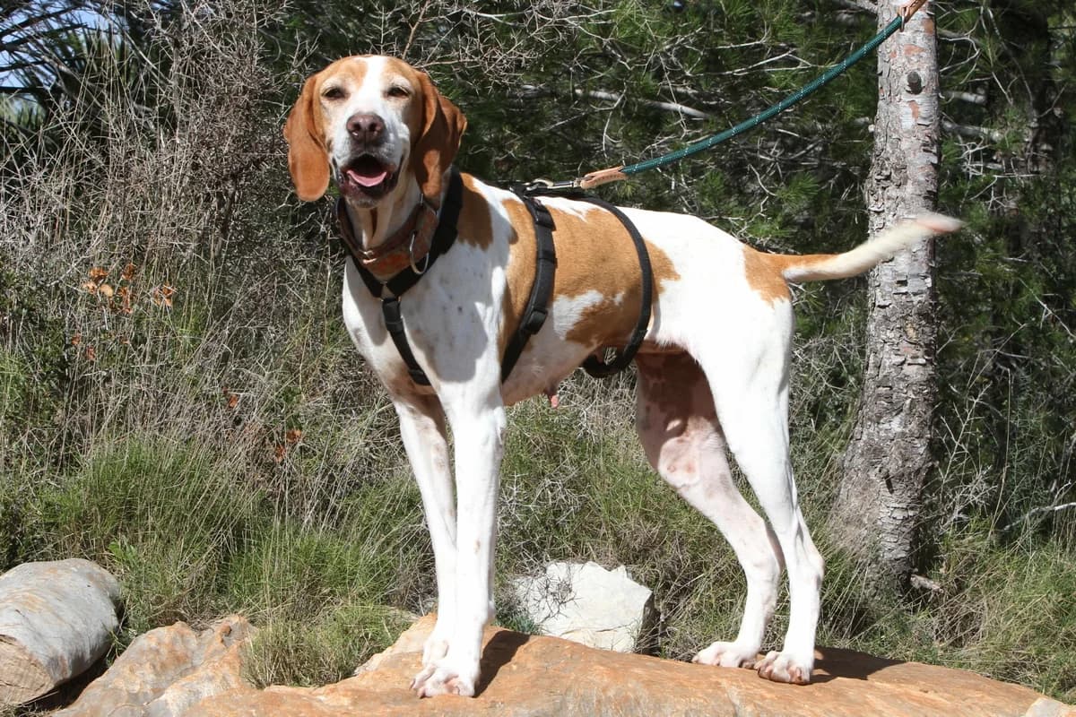 Katie,  Pointer for adoption at Akira Dog Shelter — photo 2 of 7