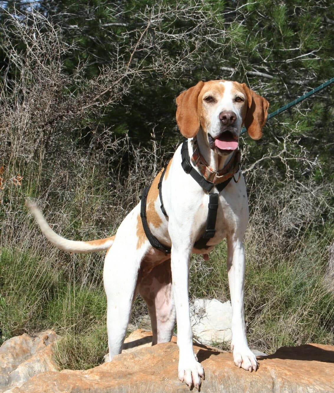 Katie,  Pointer for adoption at Akira Dog Shelter — photo 3 of 7