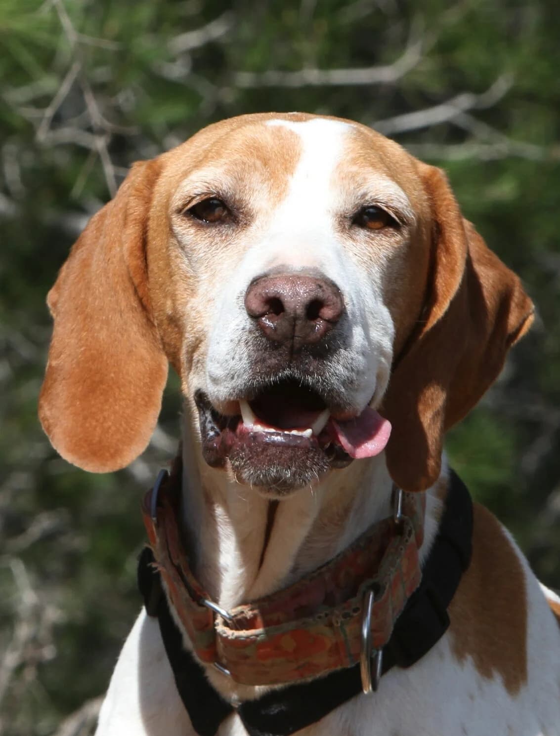 Katie,  Pointer for adoption at Akira Dog Shelter — photo 4 of 7