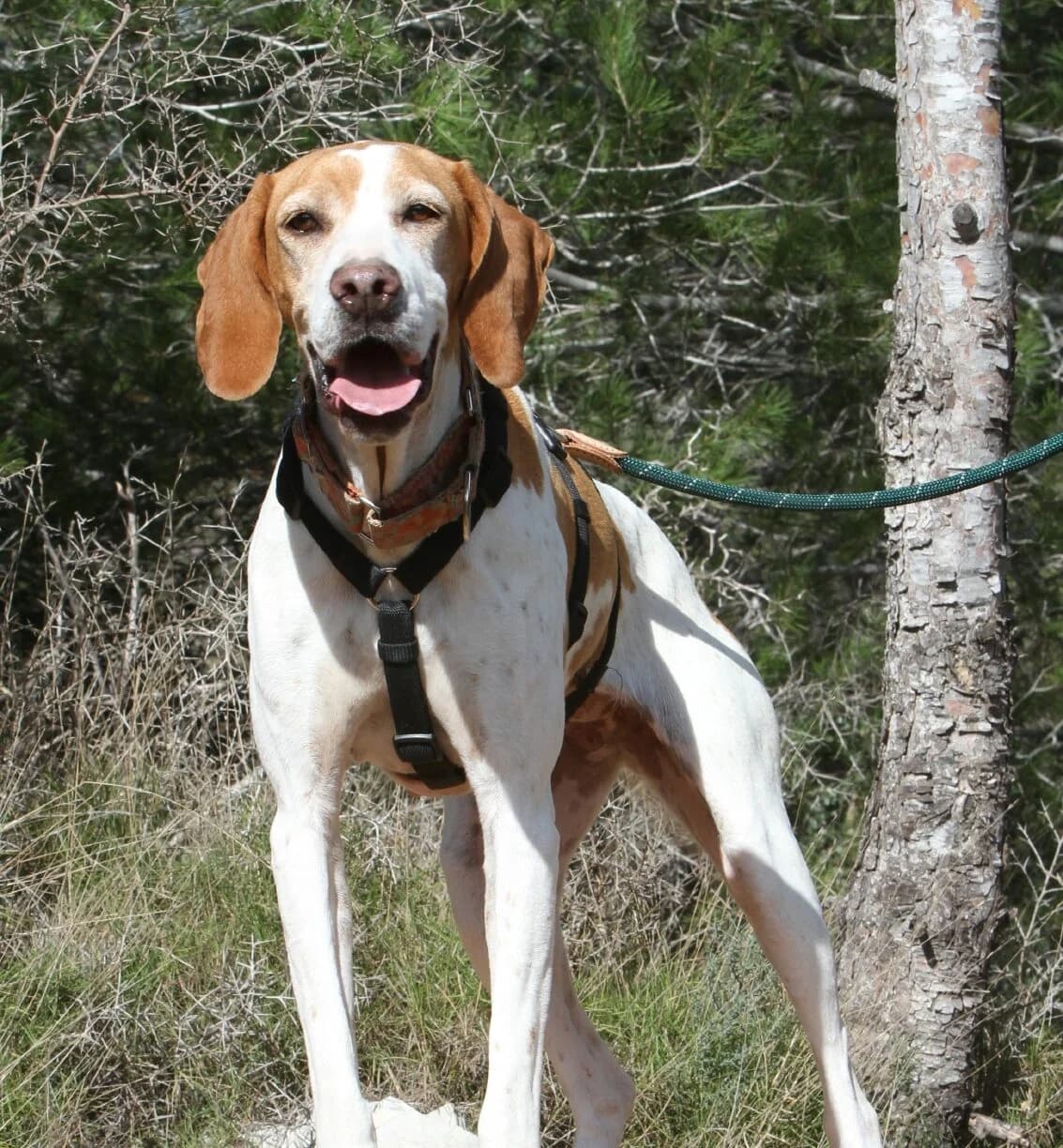 Katie,  Pointer for adoption at Akira Dog Shelter — photo 5 of 7