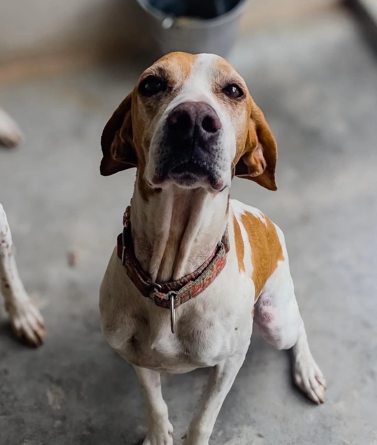 Katie,  Pointer for adoption at Akira Dog Shelter — photo 6 of 7