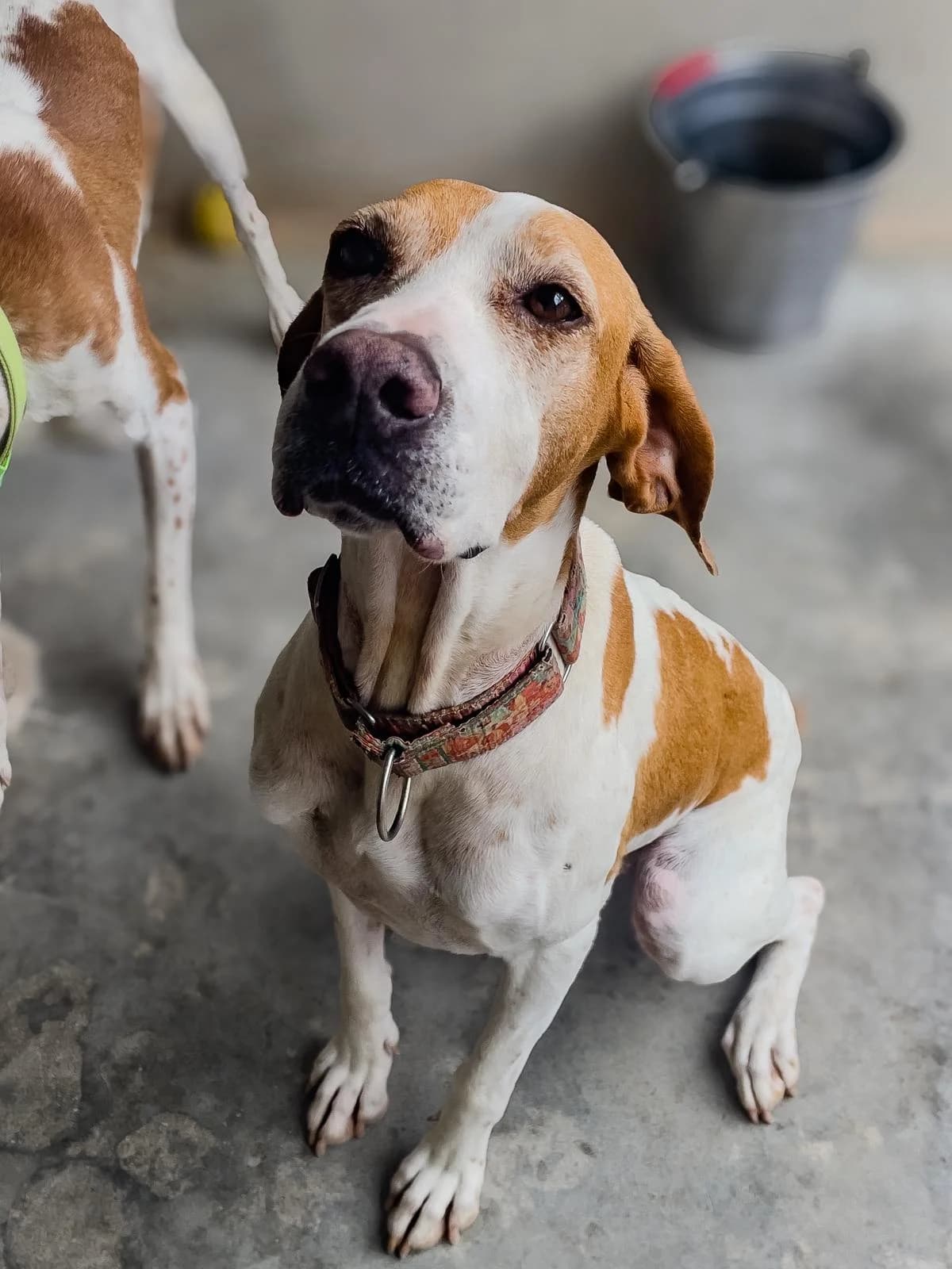 Katie,  Pointer for adoption at Akira Dog Shelter — photo 7 of 7