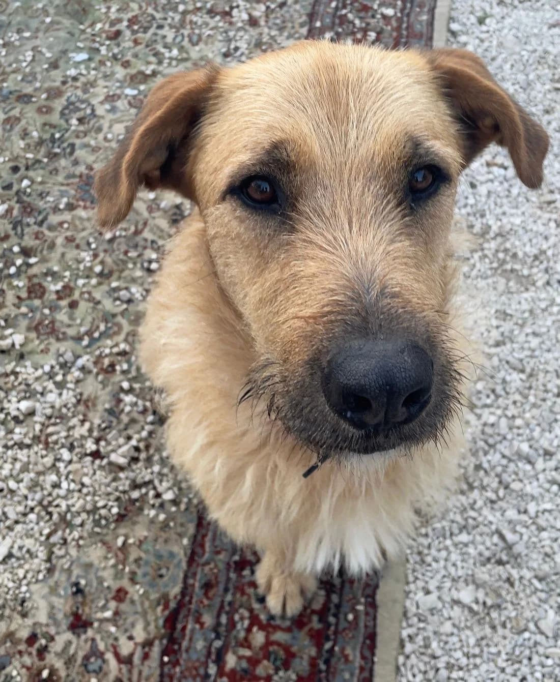 Law, male 5yo mixed breed for adoption at Akira Dog Shelter