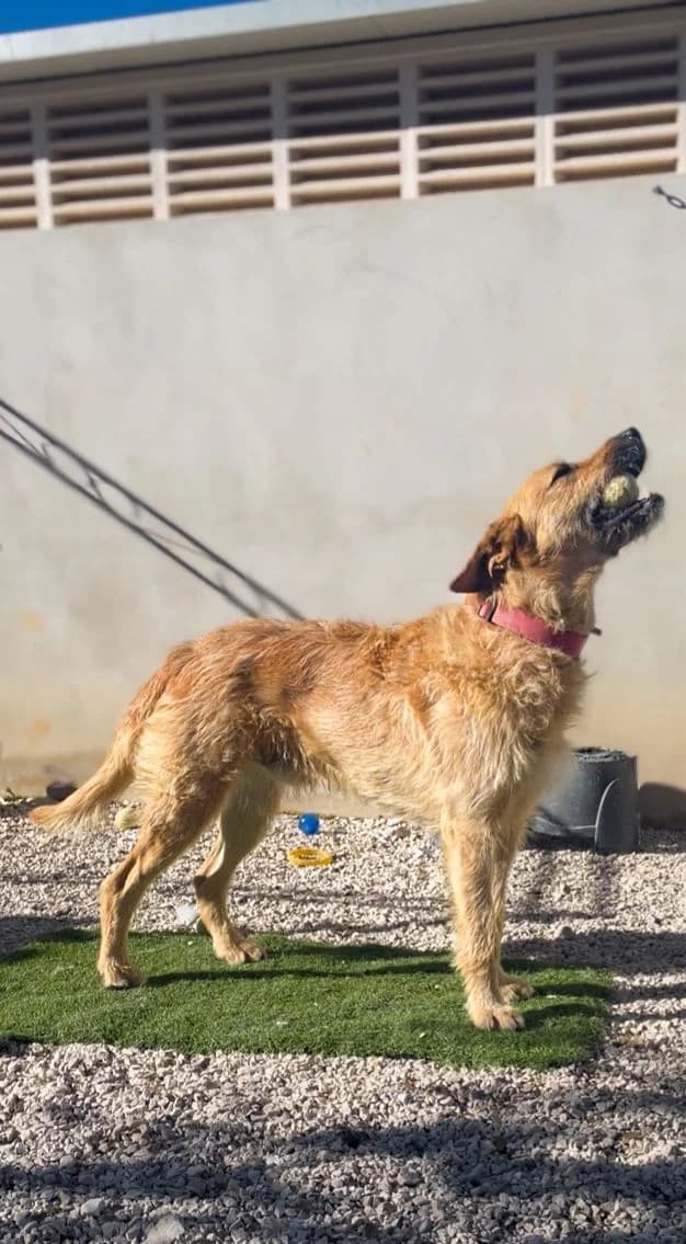 Law, male mixed breed for adoption at Akira Dog Shelter — photo 2 of 9