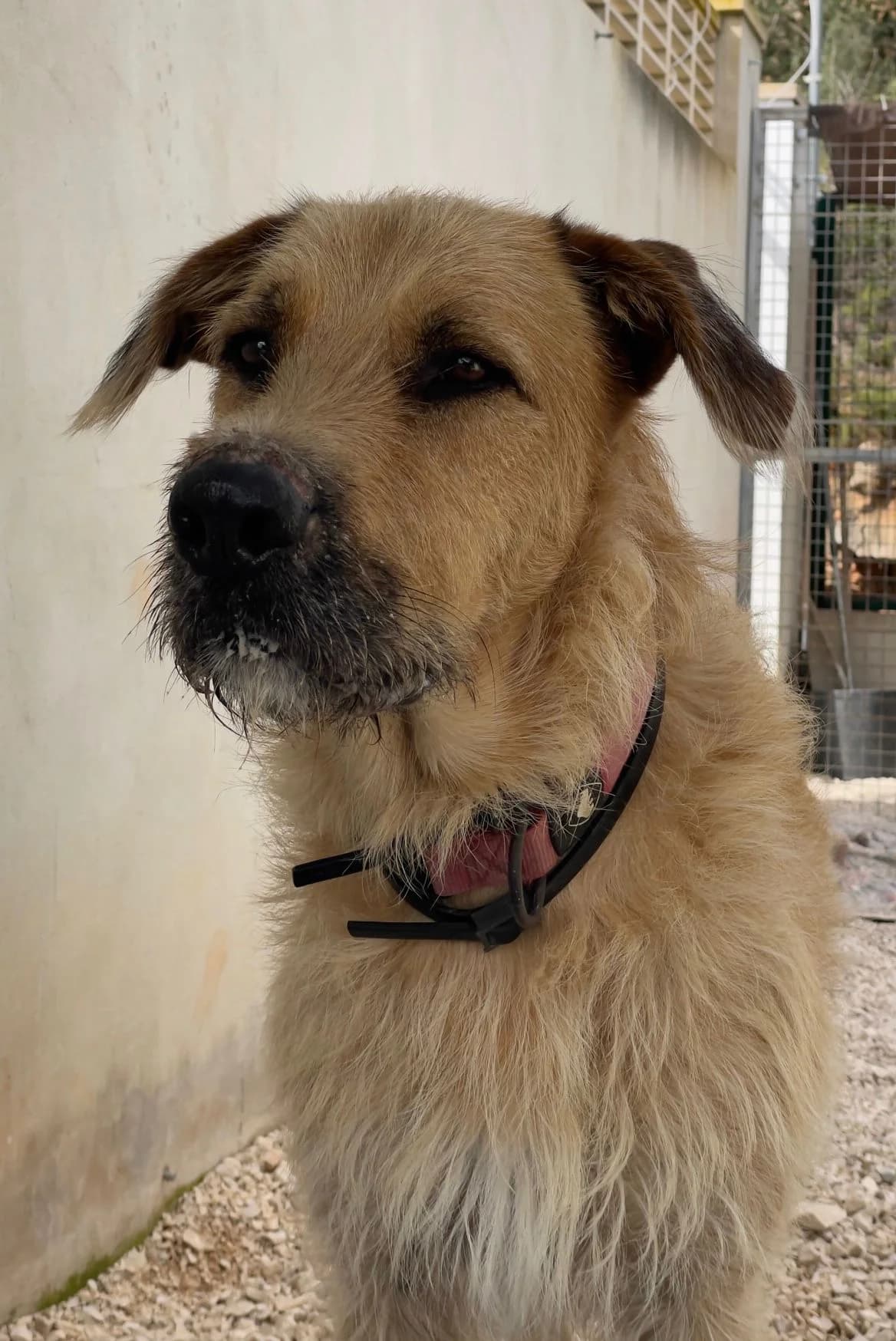 Law, male mixed breed for adoption at Akira Dog Shelter — photo 3 of 9