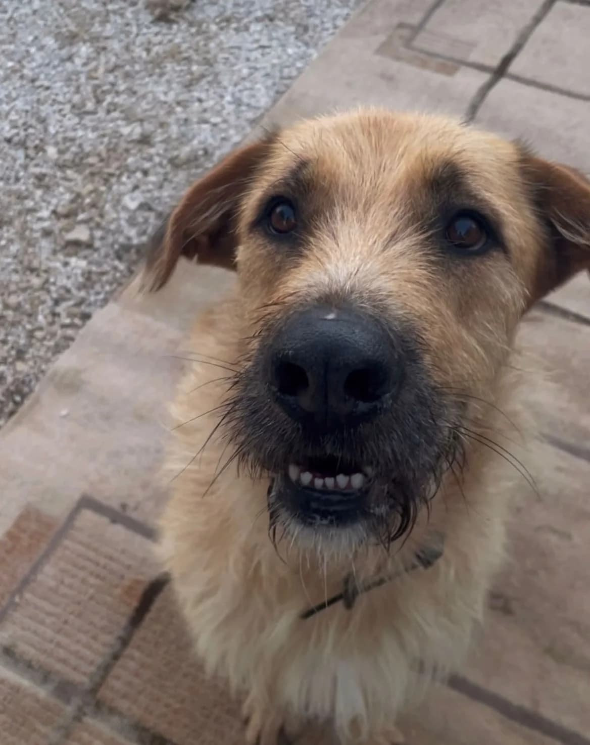 Law, male mixed breed for adoption at Akira Dog Shelter — photo 4 of 9