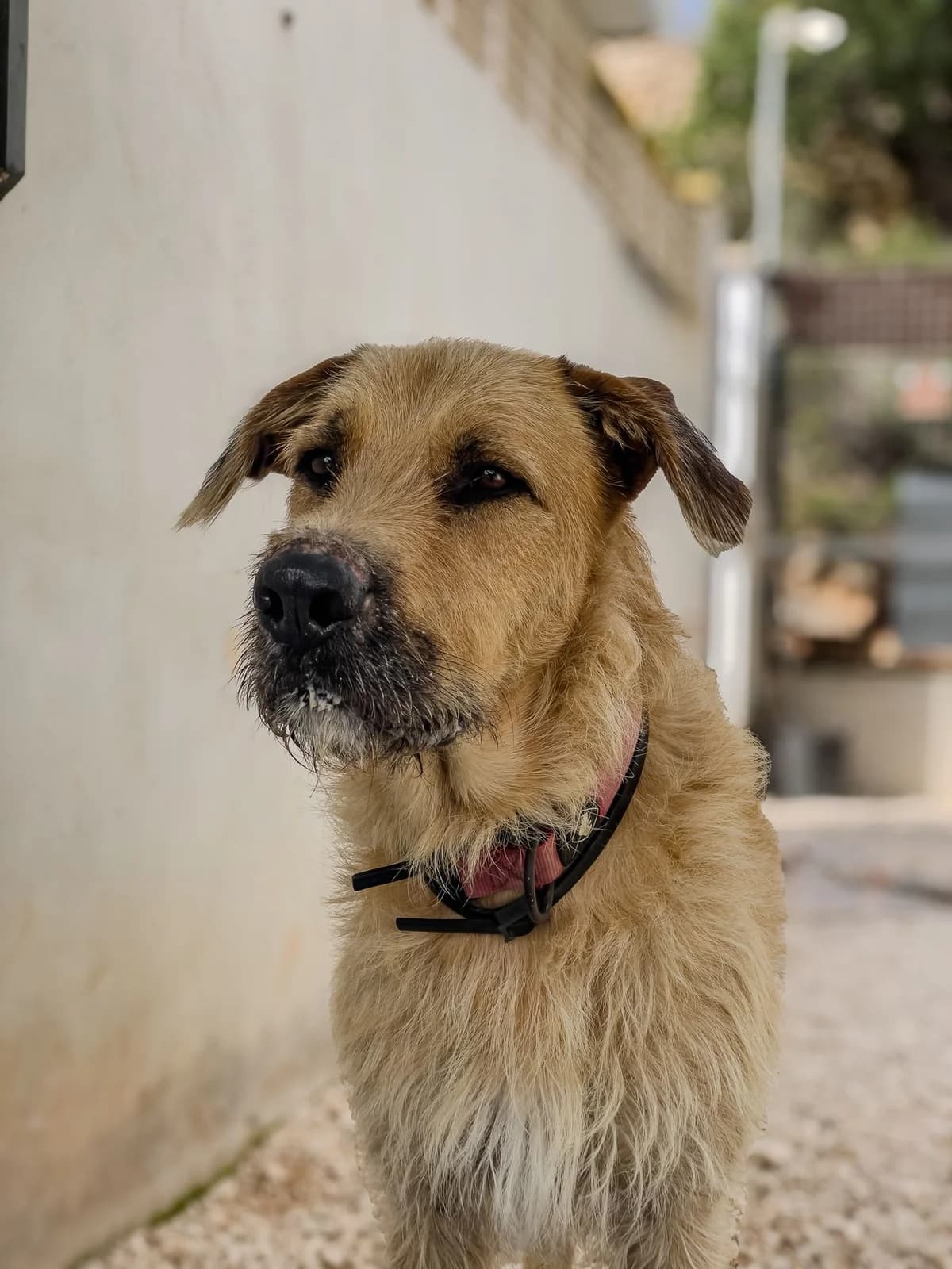Law, male mixed breed for adoption at Akira Dog Shelter — photo 5 of 9