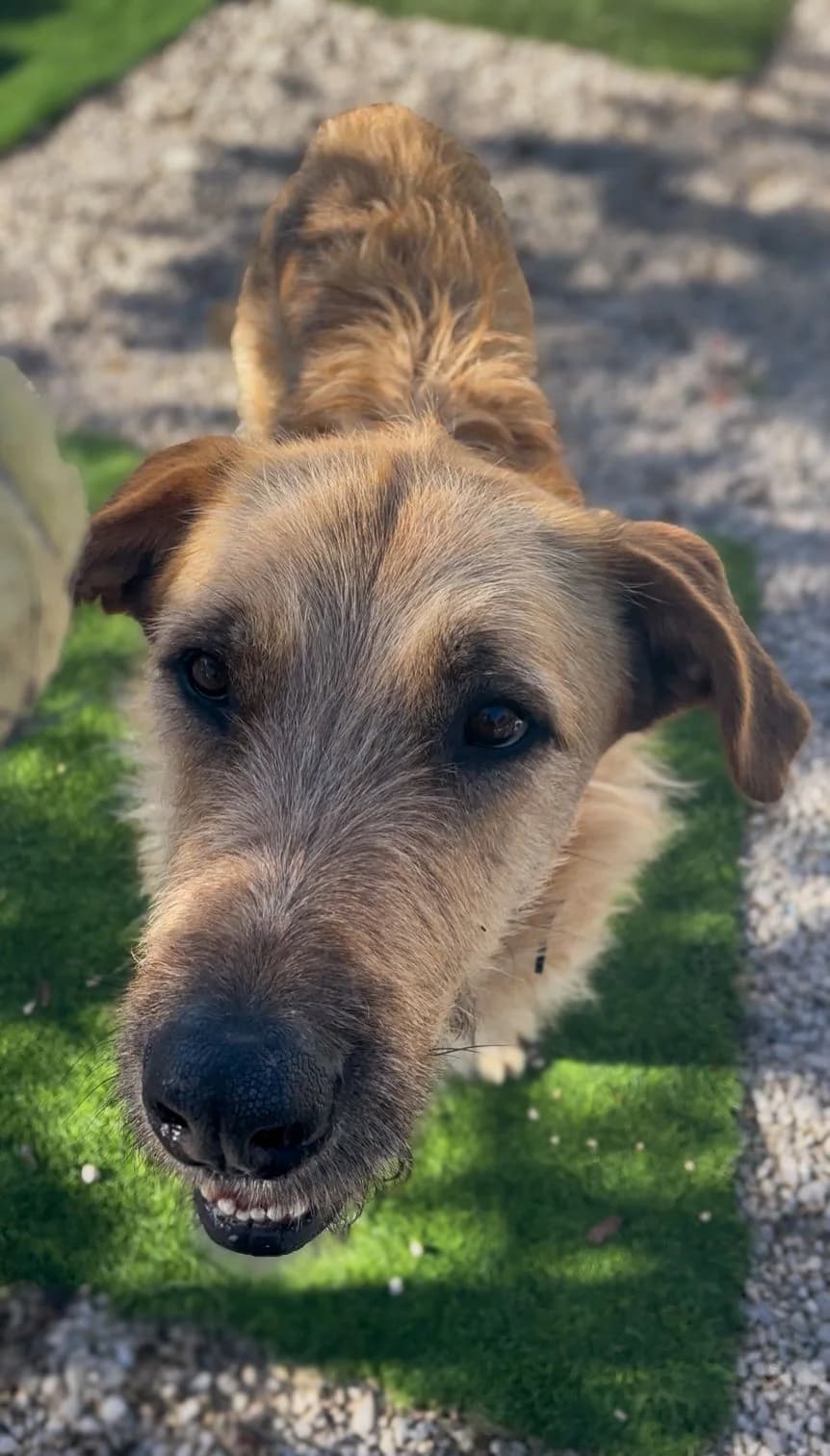 Law, male mixed breed for adoption at Akira Dog Shelter — photo 6 of 9