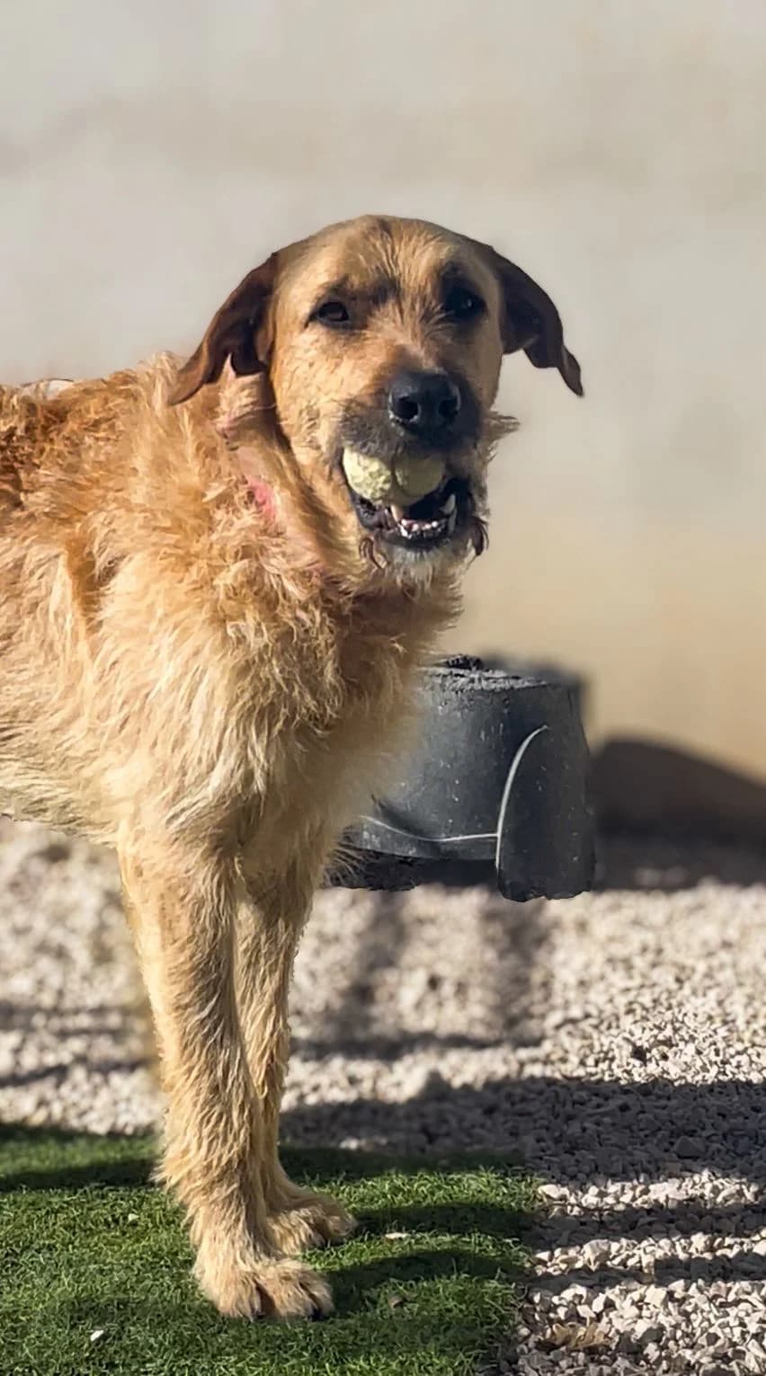 Law, male mixed breed for adoption at Akira Dog Shelter — photo 7 of 9