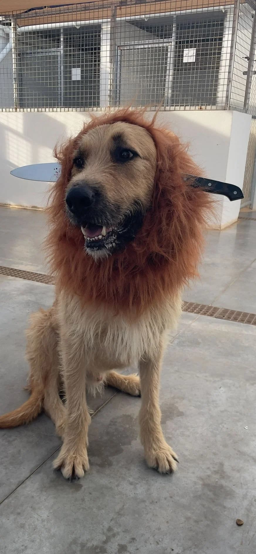 Law, male mixed breed for adoption at Akira Dog Shelter — photo 8 of 9