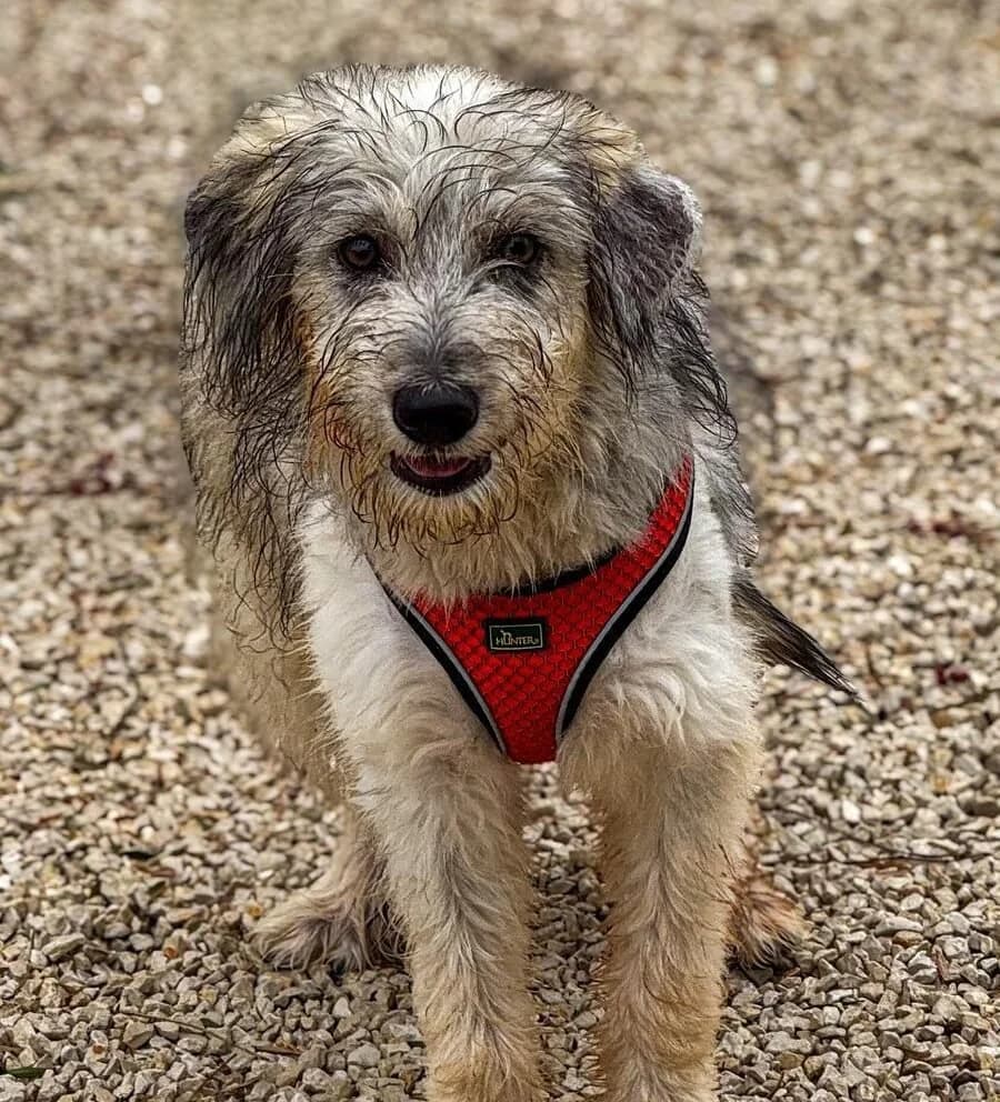 Maggie, female puppy mixed breed for adoption at Akira Dog Shelter