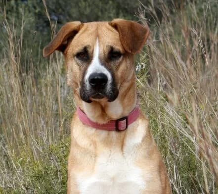 Maya, female mixed breed for adoption at Akira Dog Shelter