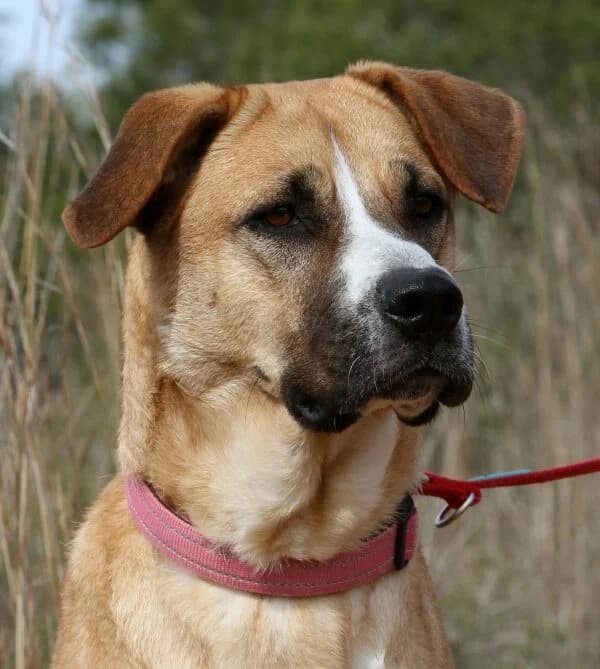 Maya, female mixed breed for adoption at Akira Dog Shelter — photo 2 of 12