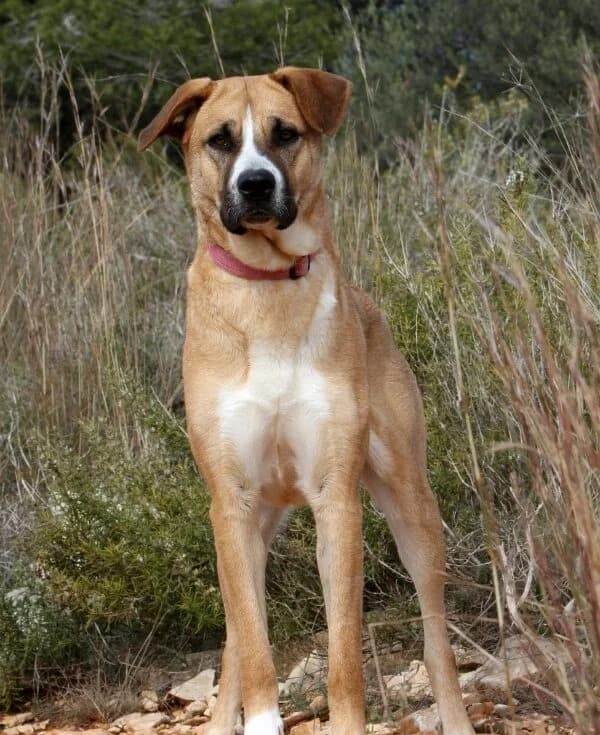 Maya, female mixed breed for adoption at Akira Dog Shelter — photo 3 of 12