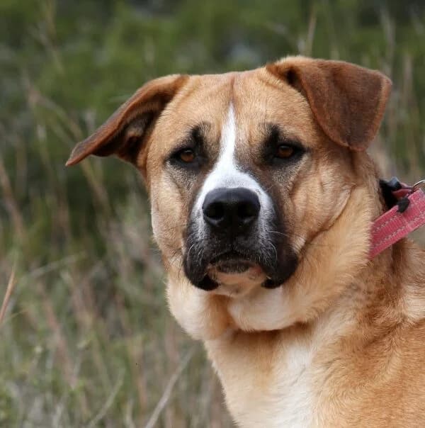 Maya, female mixed breed for adoption at Akira Dog Shelter — photo 4 of 12