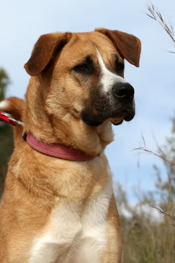 Maya, female mixed breed for adoption at Akira Dog Shelter — photo 5 of 12