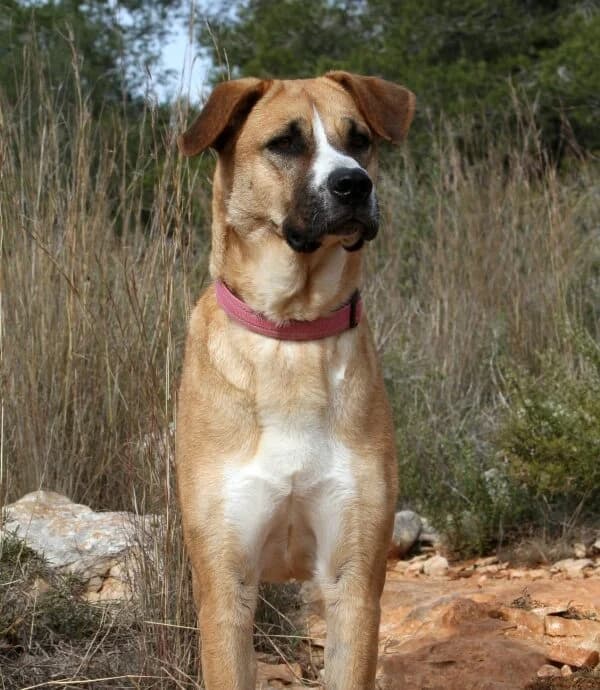 Maya, female mixed breed for adoption at Akira Dog Shelter — photo 6 of 12