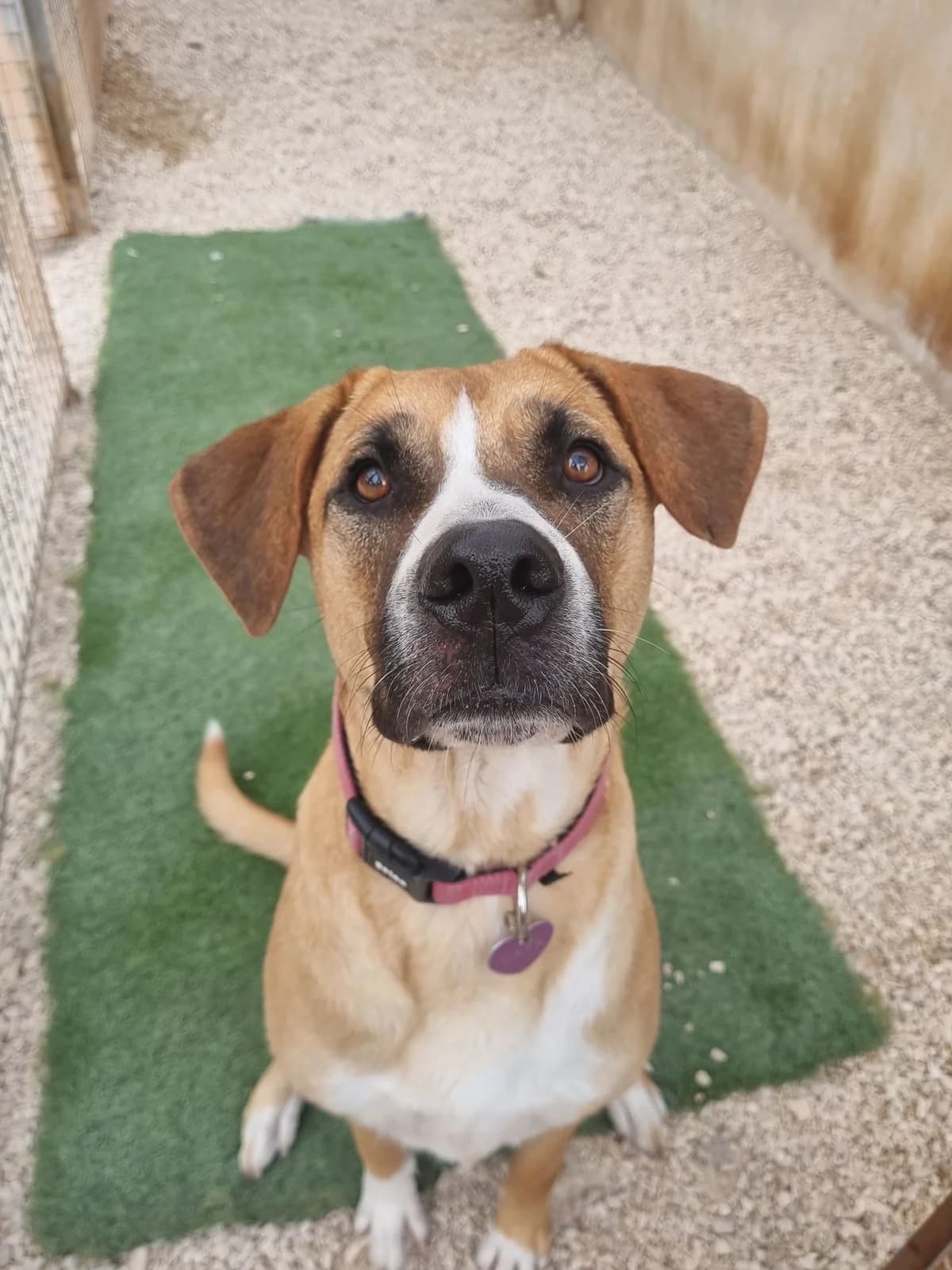 Maya, female mixed breed for adoption at Akira Dog Shelter — photo 7 of 12