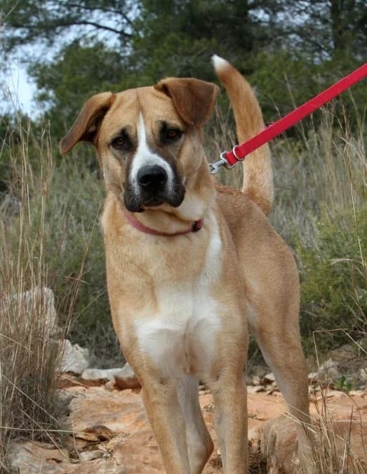 Maya, female mixed breed for adoption at Akira Dog Shelter — photo 8 of 12