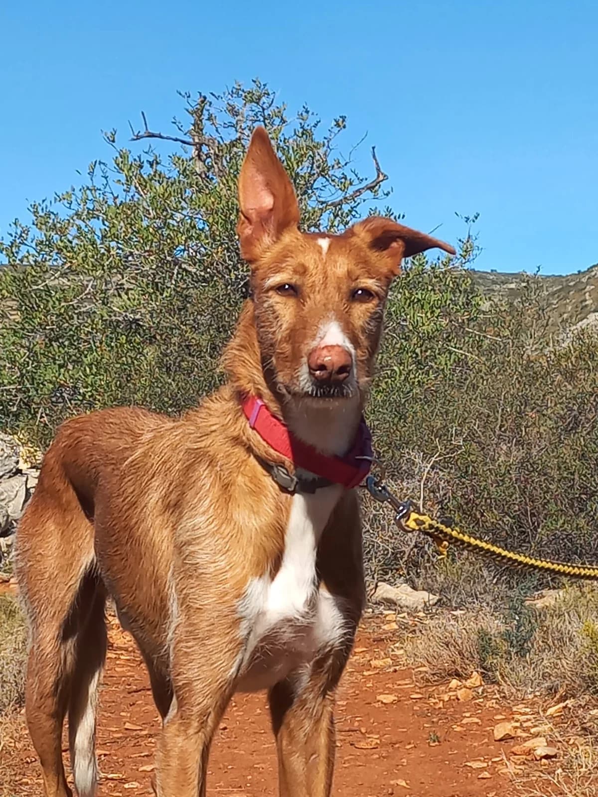Merlin, male 7yo Podenco for adoption at Akira Dog Shelter