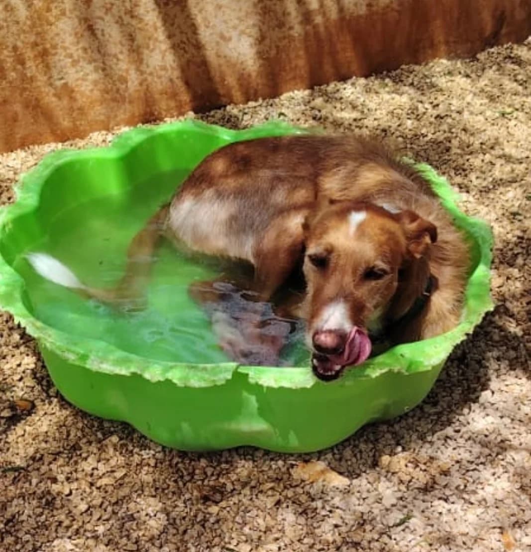 Merlin, male Podenco for adoption at Akira Dog Shelter — photo 2 of 8