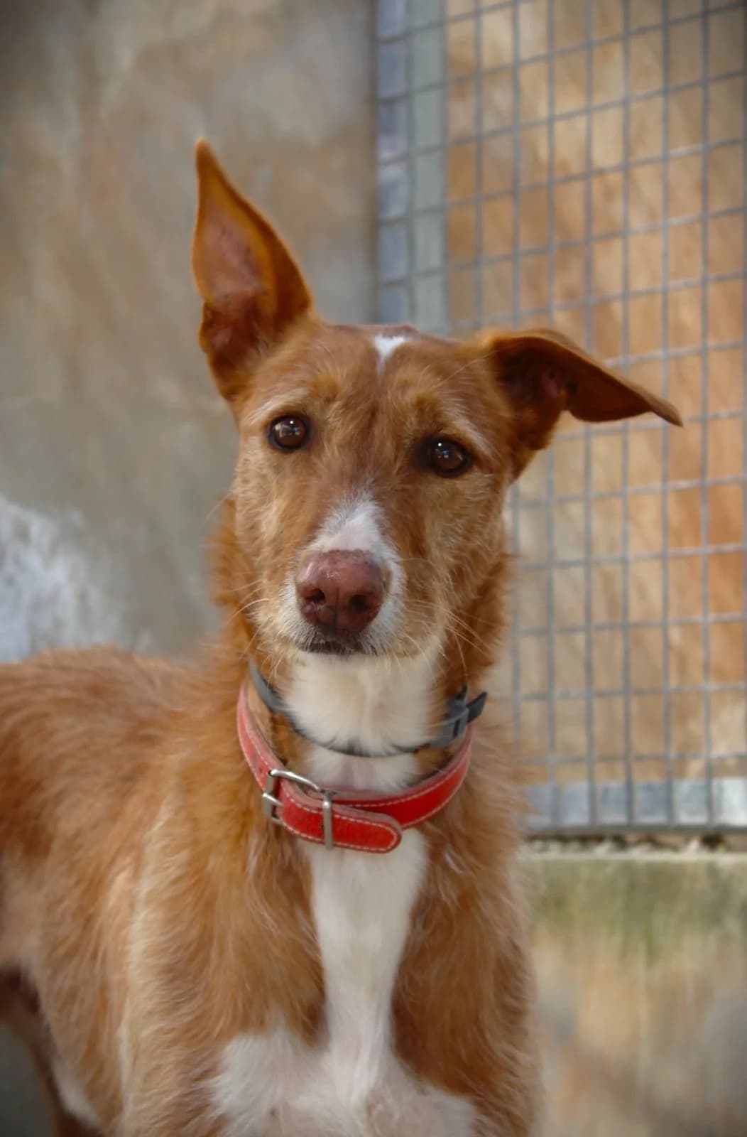 Merlin, male Podenco for adoption at Akira Dog Shelter — photo 3 of 8