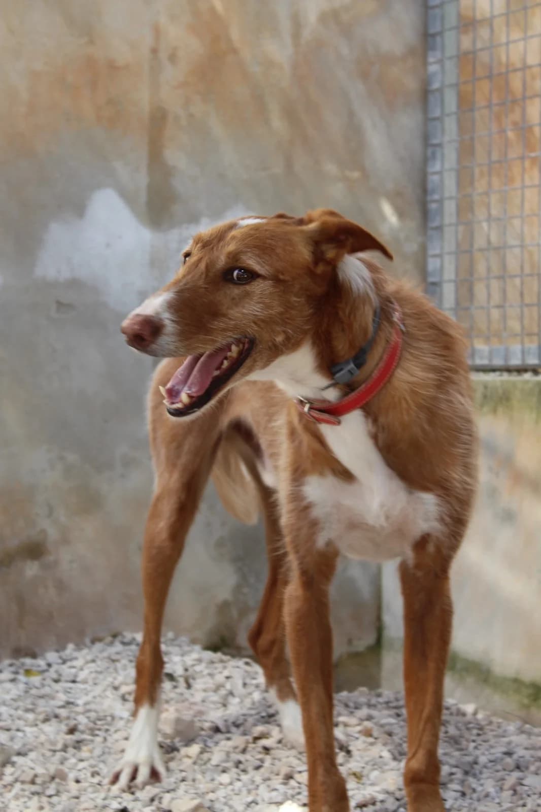 Merlin, male Podenco for adoption at Akira Dog Shelter — photo 4 of 8