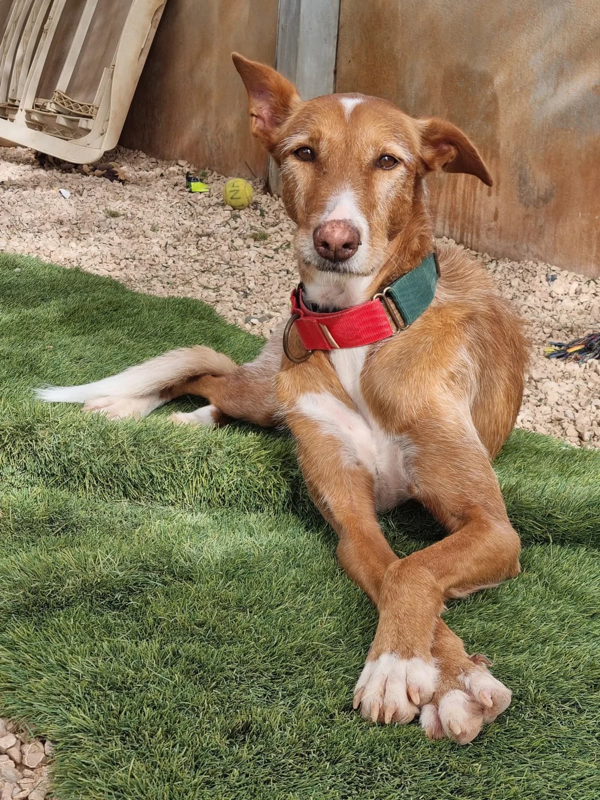 Merlin, male Podenco for adoption at Akira Dog Shelter — photo 5 of 8