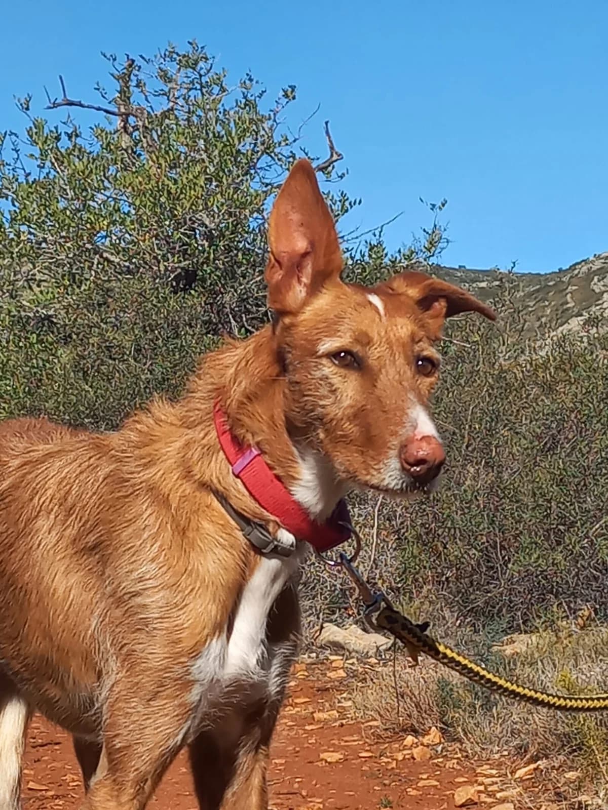 Merlin, male Podenco for adoption at Akira Dog Shelter — photo 6 of 8