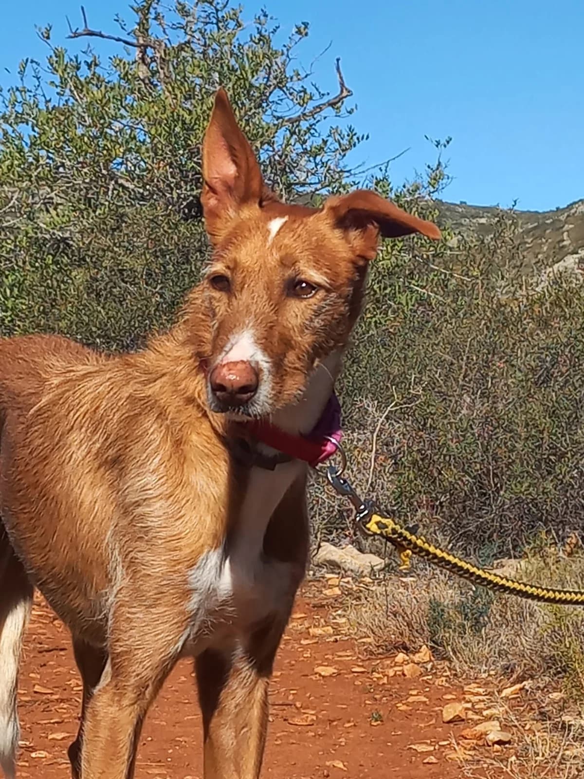 Merlin, male Podenco for adoption at Akira Dog Shelter — photo 7 of 8