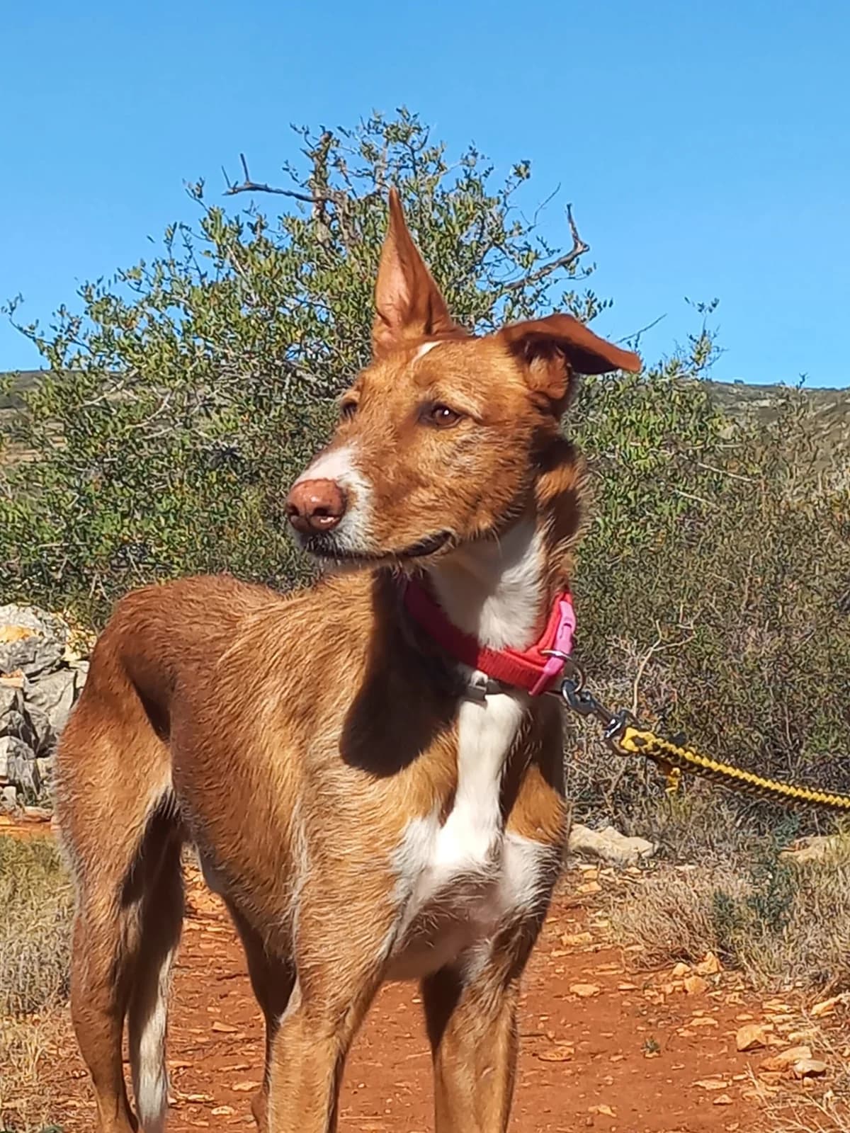 Merlin, male Podenco for adoption at Akira Dog Shelter — photo 8 of 8