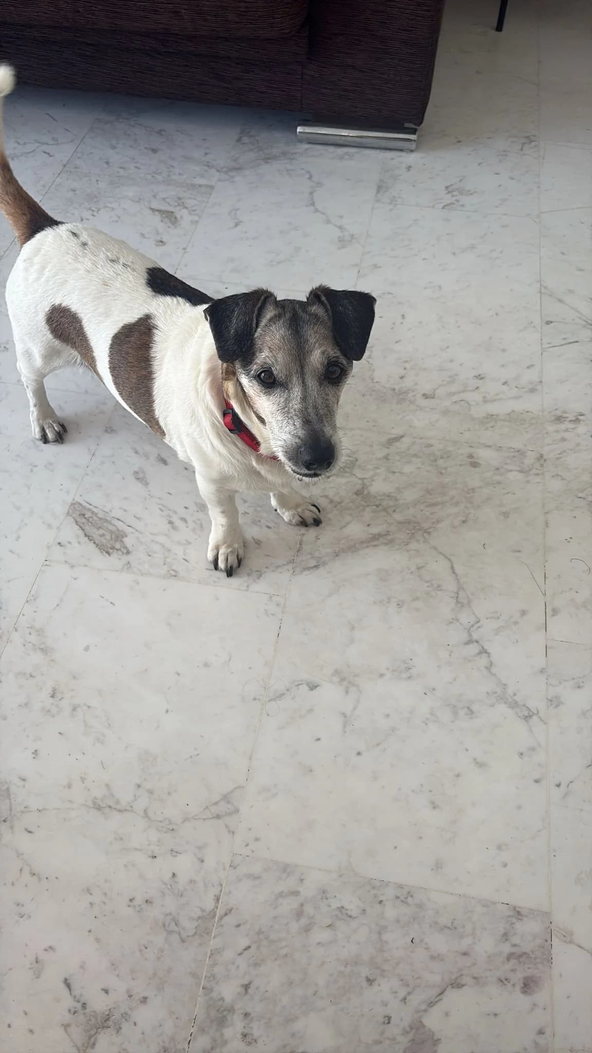 Milou, male senior Jack Russell Terrier for adoption at Akira Dog Shelter