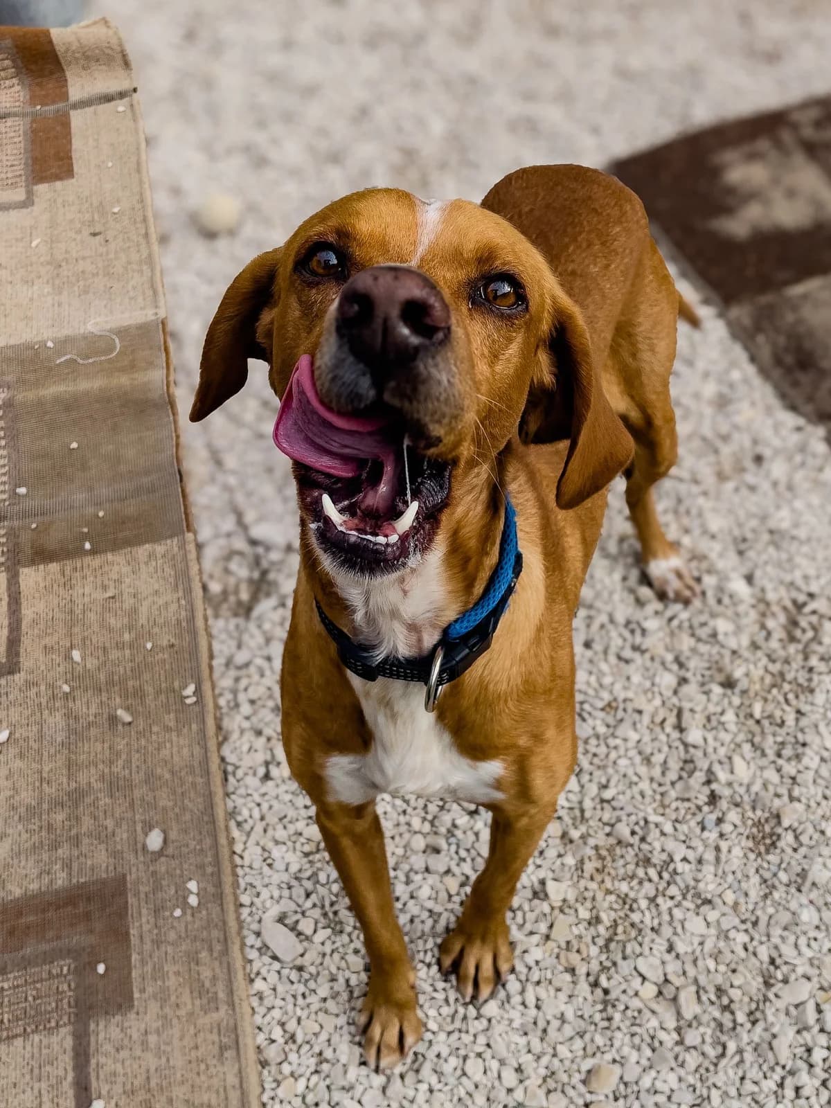 Paco, male Pointer for adoption at Akira Dog Shelter