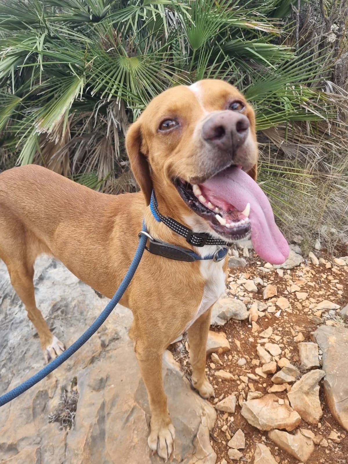 Paco, male Pointer for adoption at Akira Dog Shelter — photo 2 of 8