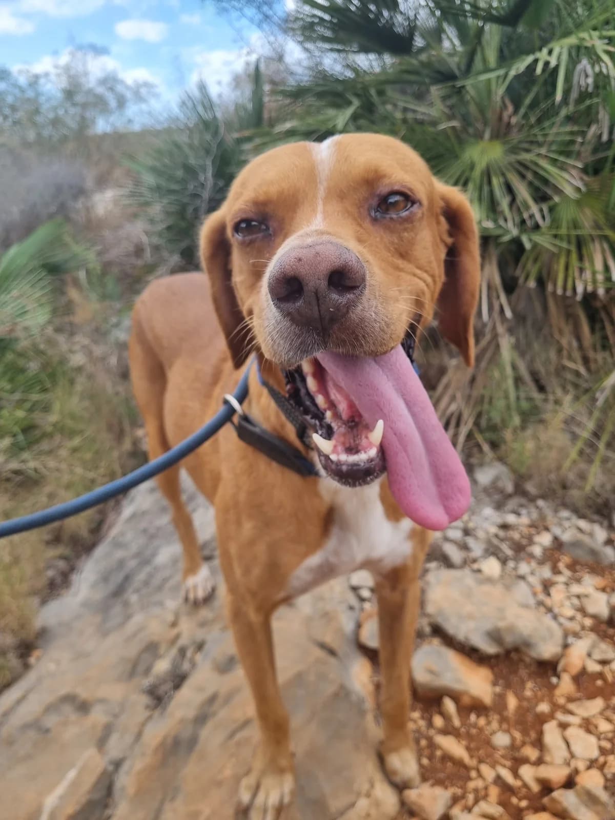 Paco, male Pointer for adoption at Akira Dog Shelter — photo 3 of 8