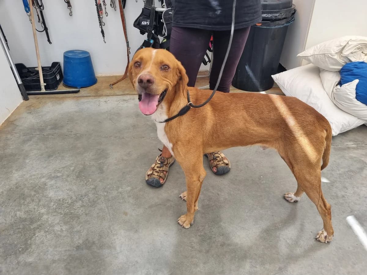 Paco, male Pointer for adoption at Akira Dog Shelter — photo 5 of 8